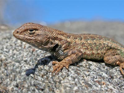 Sagebrush Lizard